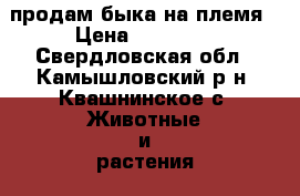 продам быка на племя › Цена ­ 60 000 - Свердловская обл., Камышловский р-н, Квашнинское с. Животные и растения » Другие животные   . Свердловская обл.